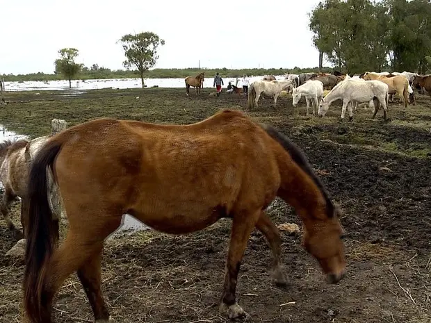 Proprietário do terreno ainda não foi identificado pela Defesa Civil (Foto: Reprodução/RBS TV)