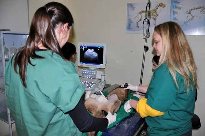 Cuidadores de animais também devem ser beneficiados (Foto: Divulgação )