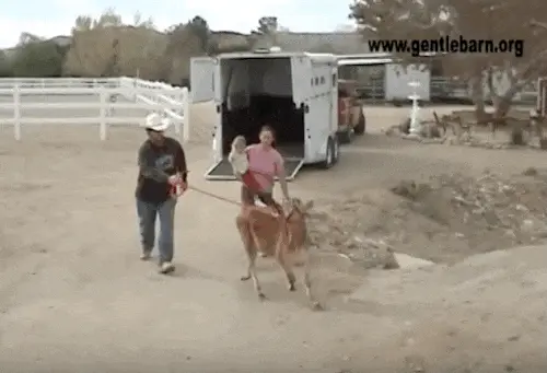 Foto: YouTube/gentlebarn