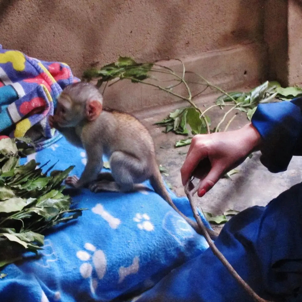 Foto: Kat Stansfield/Lilongwe Wildlife Trust