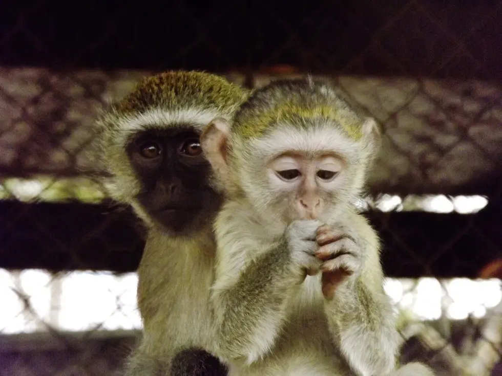 Foto: Kat Stansfield/Lilongwe Wildlife Trust