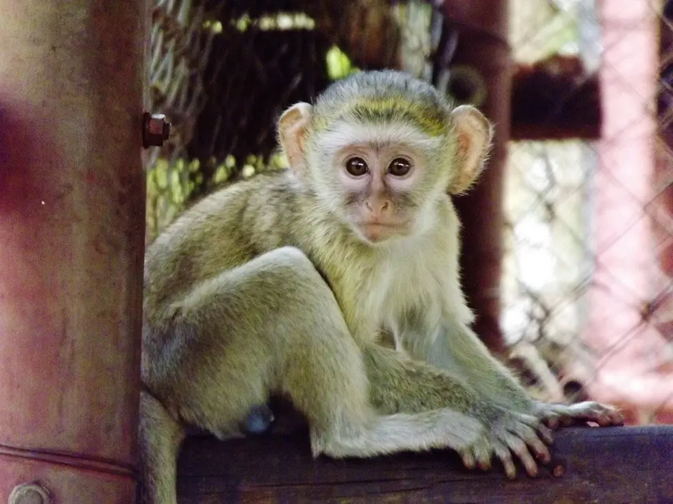 Foto: Kat Stansfield/Lilongwe Wildlife Trust