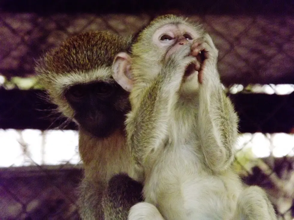 Foto: Kat Stansfield/Lilongwe Wildlife Trust