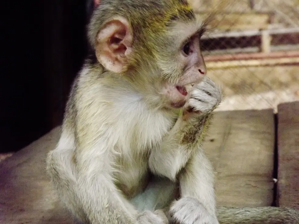 Foto: Kat Stansfield/Lilongwe Wildlife Trust