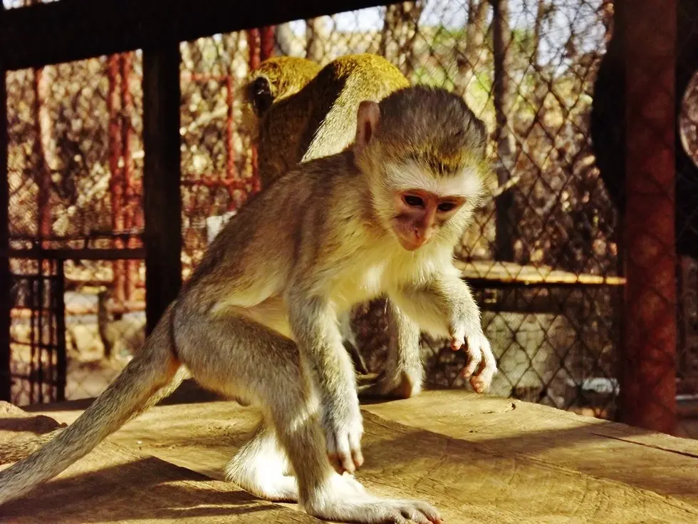 Foto: Kat Stansfield/Lilongwe Wildlife Trust