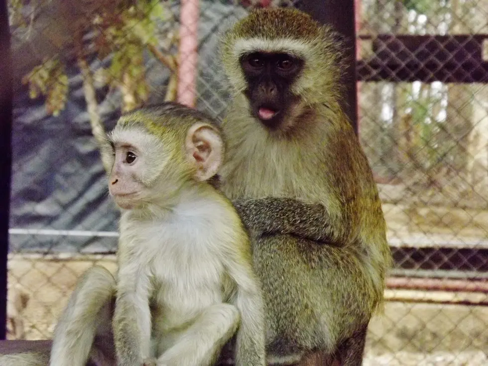 Foto: Kat Stansfield/Lilongwe Wildlife Trust