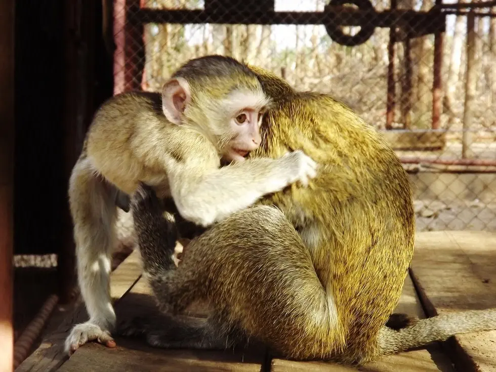 Foto: Kat Stansfield/Lilongwe Wildlife Trust