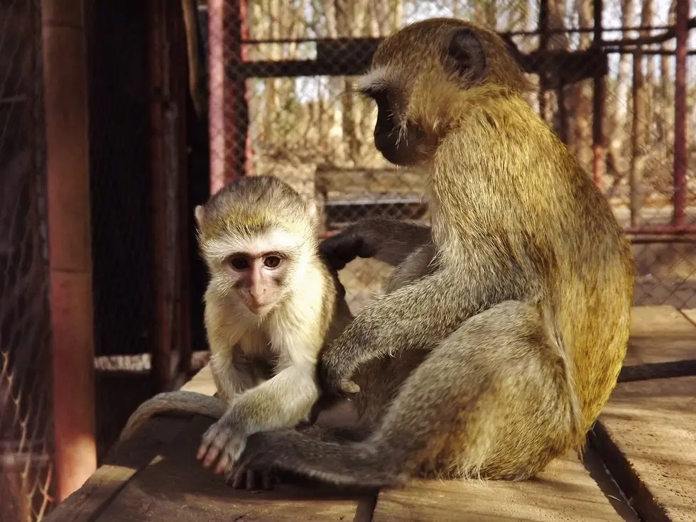 Foto: Kat Stansfield/Lilongwe Wildlife Trust
