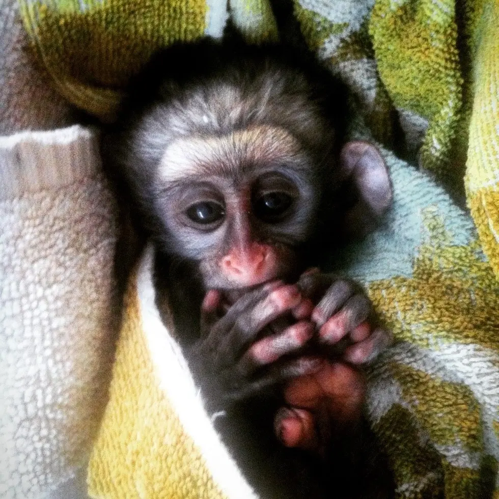 Foto: Kat Stansfield/Lilongwe Wildlife Trust