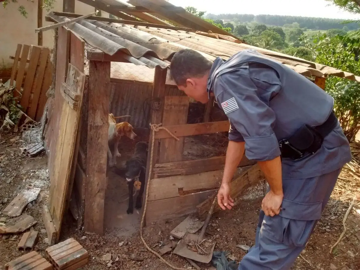 A veterinária da ONG constatou  que eles estavam desidratados e com infestação de pulgas (Foto: Divulgação)