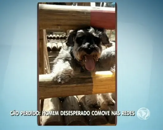 O cãozinho perdido (Foto: Reprodução vídeo) 