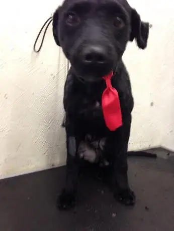 Poodle resgatado em  Sao Paulo