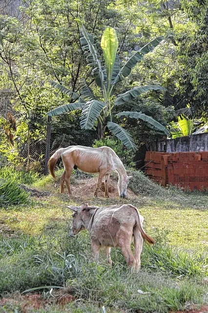 Animais foram localizados perambulando perto da unidade