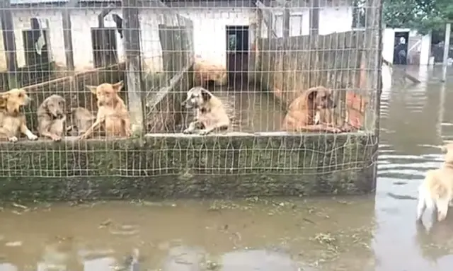 Apenas animais mais velhos e com problemas foram removidos da ONG Foto: Reprodução/YouTube