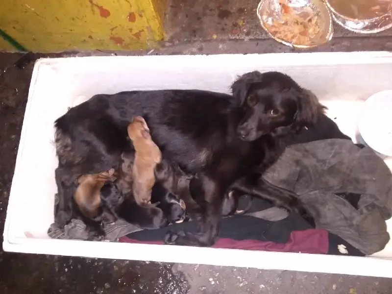 Cachorra abandonada na rua grávida tem seus cinco bebês na rua