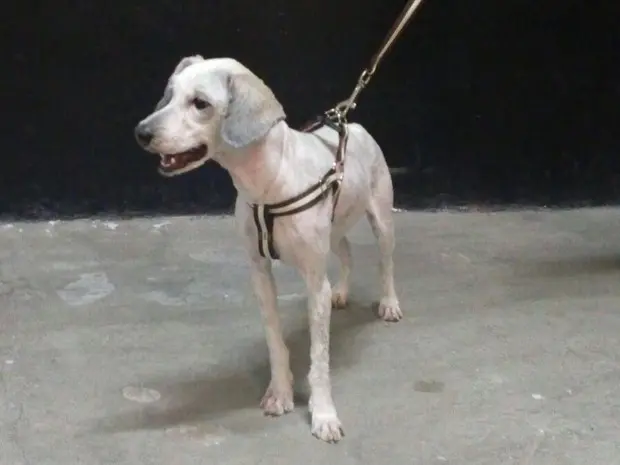 Cão está recebendo cuidados da comerciante (Foto: Arquivo Pessoal / Claudia Kepe)