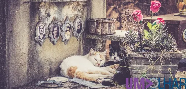 Foto: Camila Gandolfi