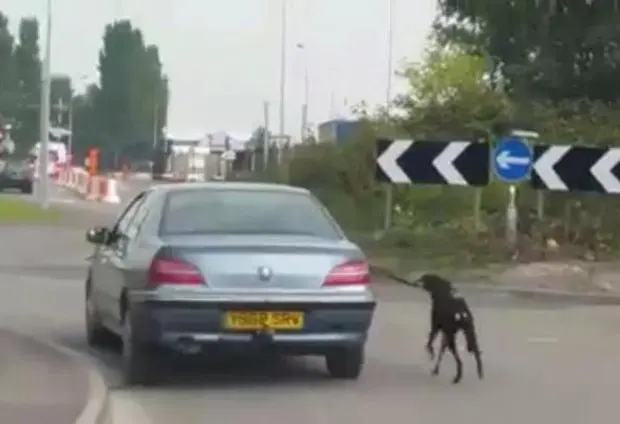Motorista foi flagrado dirigindo enquanto puxava cão doméstico por coleira (Foto: Reprodução/Facebook/Bexi Jane Feazelle)