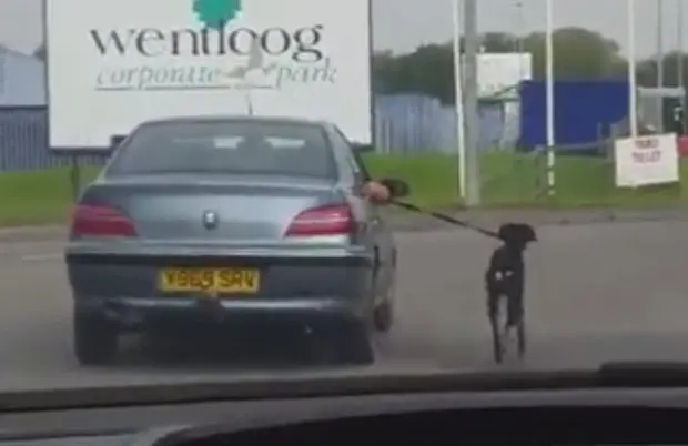 Vídeo provocou revolta de grupos de defesas dos animais (Foto: Reprodução/Facebook/Bexi Jane Feazelle)