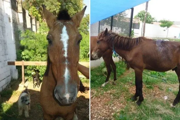 Cavalos Arrengue e Petrobras foram roubados por criminosos nesta terça-feira da Suipa Foto: Divulgação