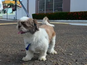 Animais devem ser levados para caminhadas leves e em horários adequados, diz veterinário. (Foto: Fabiana Figueiredo/G1)