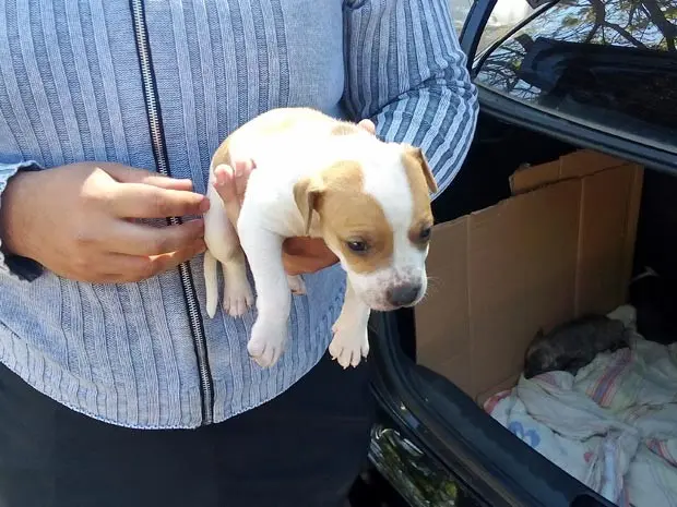 Ambulante oferece filhote de pit bull que estava dentro de porta-mala de carro na feira do SIA. (Foto: Weldson Medeiros/ G1)