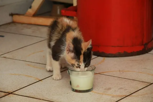 O gatinho que deu o trabalho para a equipe do Corpo de Bombeiros recebeu alimento e virou o mascote dos frentistas. (Foto: Marcos Ermínio)