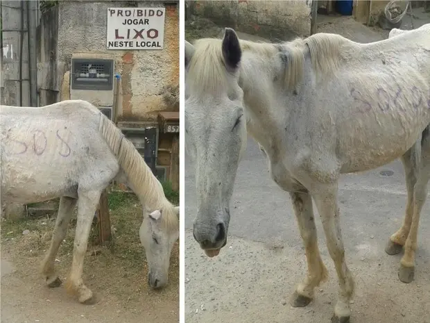 Moradores escreveram no corpo do animal o pedido de socorro (Foto: Arquivo pessoal/Anderson Rodrigues)