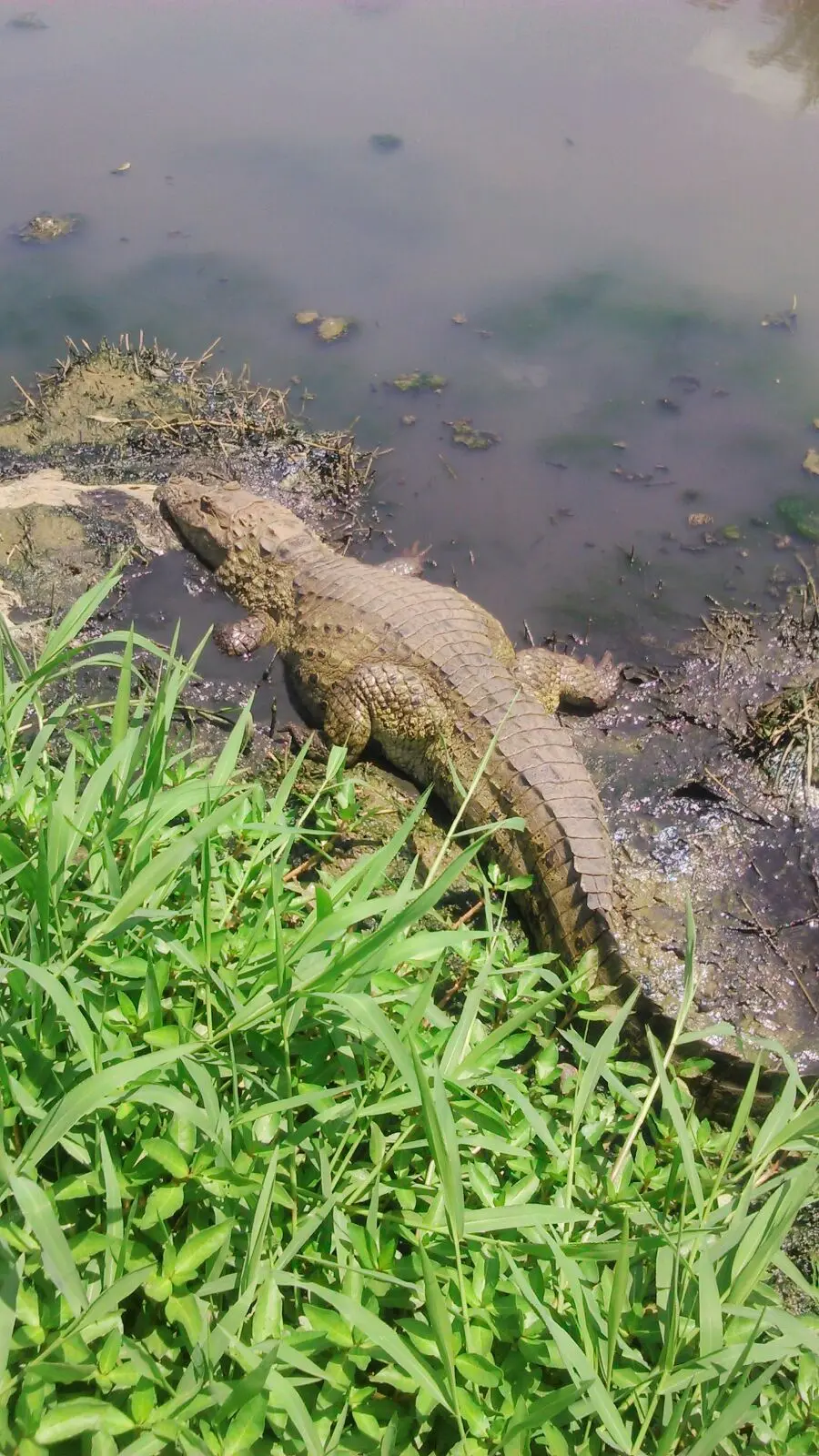 Outros três jacarés estariam na região Foto: ​Leitor / Via WhatsApp