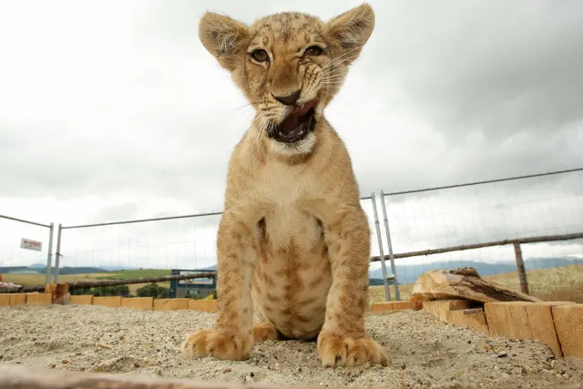 Filhote de leão reproduzido em zoológico da Eslováquia. Foto: Ringier Axel Springer / Barcroft 