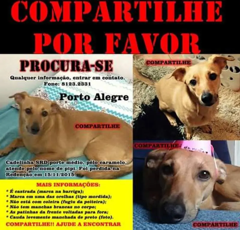 Cachorro perdido ( Divulgação)