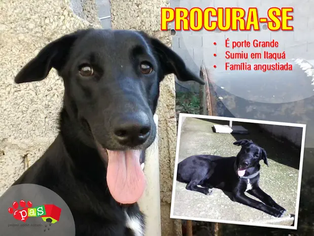 Cachorro perdido ( Divulgação)