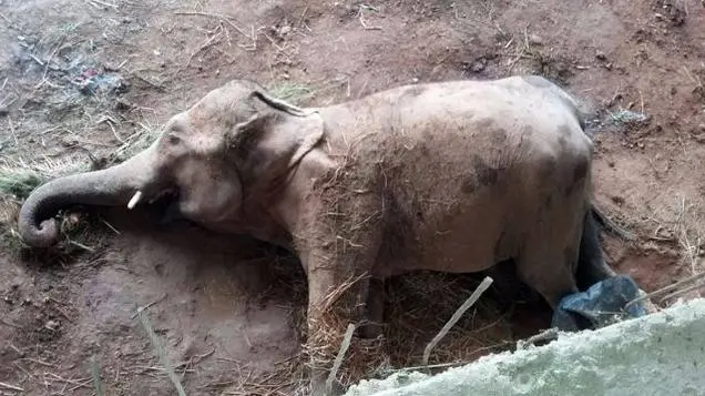 Elefante-morre-em-circo