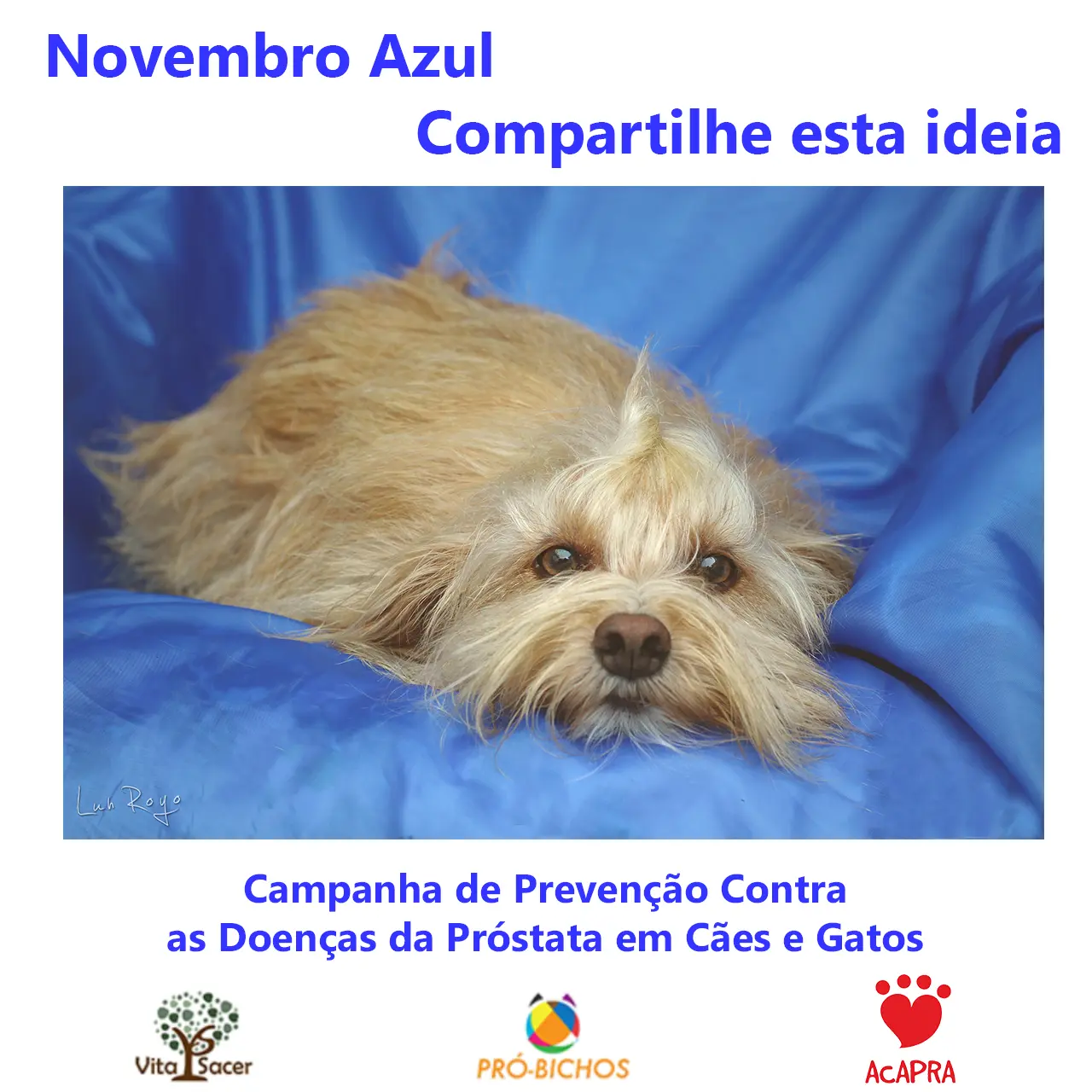 Cão Jowjow. Foto: Divulgação
