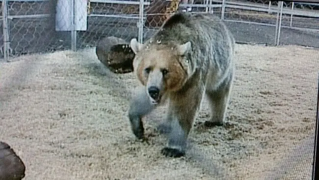 Urso-usado-para-entretenimento