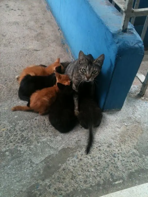 Divulgação