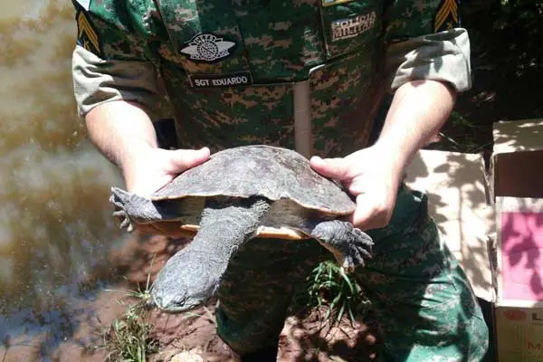 Soltura aconteceu na manhã de quinta-feira, 5 (Foto: PM Ambiental/Divulgação)