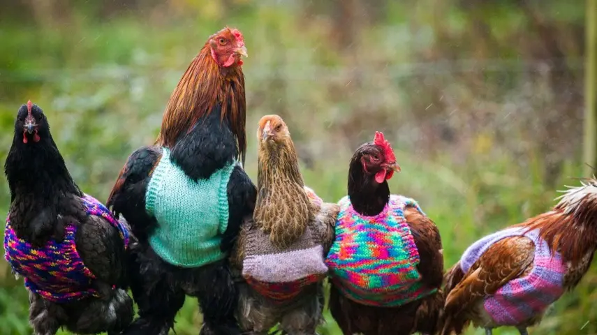 Quentinhas (Foto: Divulgação)