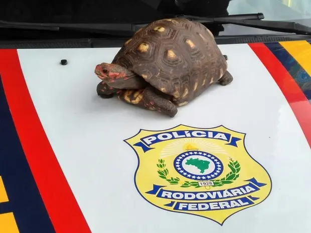 Tartaruga foi entregue à Polícia Ambiental de Guaratinguetá  (Foto: Divulgação/PRF Aparecida)