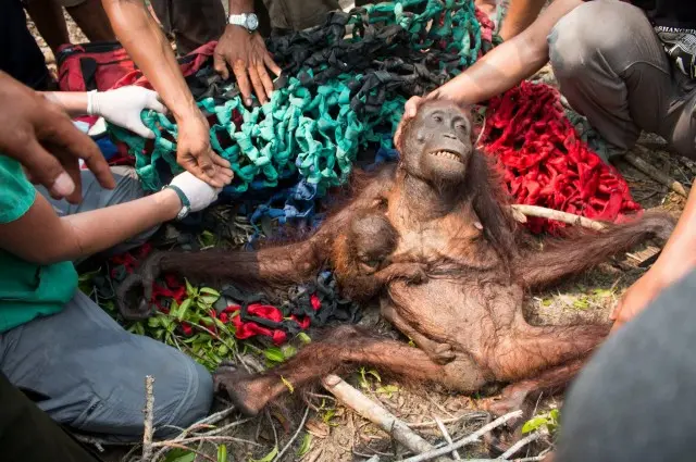 Fotográfo capta instantes em que ativista tentam salvar os animais (Facebook/International Animal Rescue )