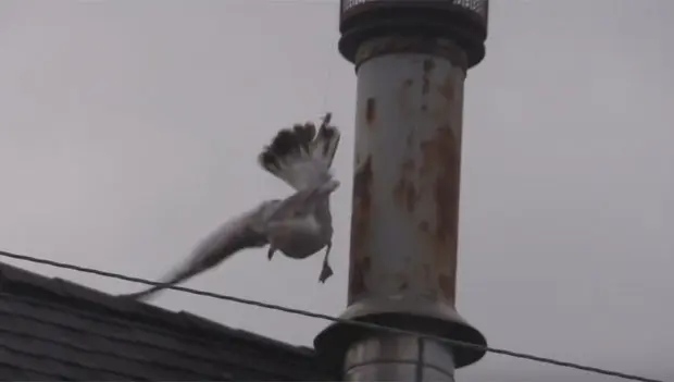 Gaivota precisou ser resgatada pelos bombeiros ao ficar presa em chaminé (Foto: Reprodução/YouTube/Tornadochaser66)