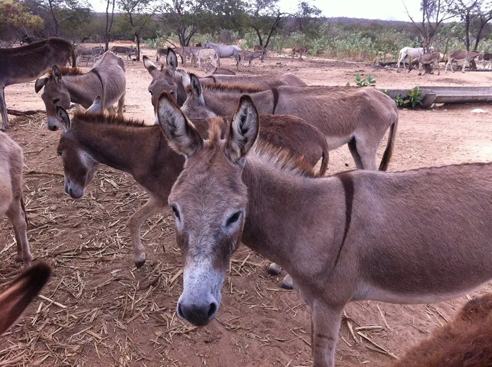 Jumentos são resgatados das estradas do Ceará. Foto: Divulgação