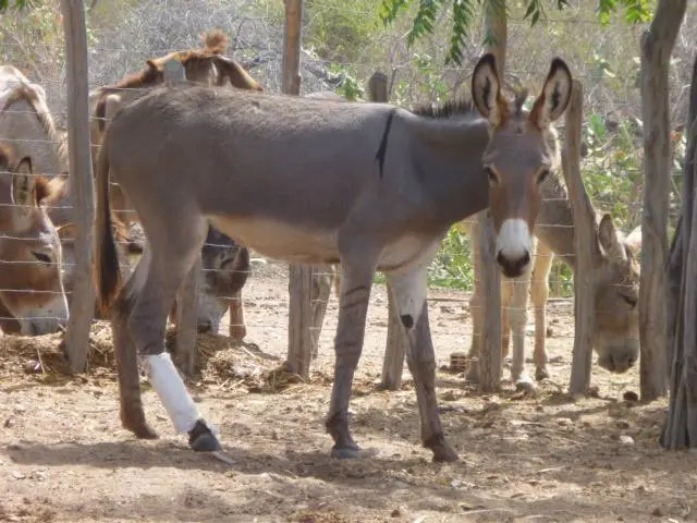 No Parque Padre Antônio Vieira os jegues recebem atendimento veterinário. Foto: Divulgação