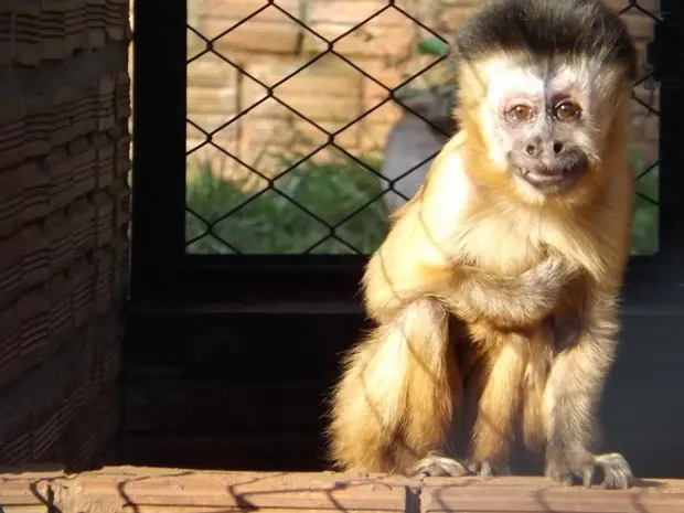 Macaquinha Chico cuja história gerou muita polêmica. Arquivo Anda