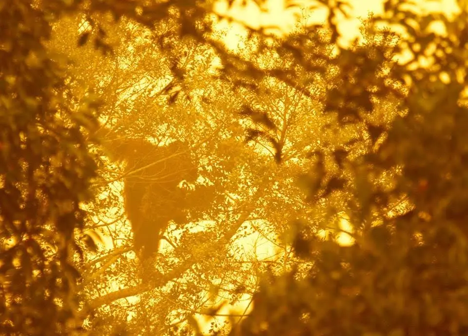 Orangotango tenta fugir das chamas (Foto: Divulgação)