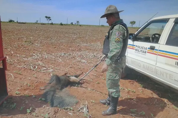 O tamanduá, que já estava em fase adulta, não corre risco de morrer (Polícia Militar/Divulgação)