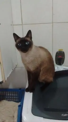 Gata Daniela é uma fêmea siamesa, tem 05 anos e já está castrada.