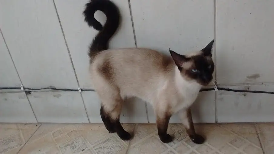 Gato Bicudinho é um Siamês tem 01 anos e não está castrado.