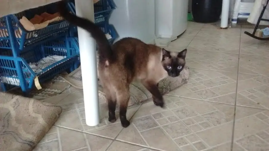 Gata Daniela é uma siamês fêmea, tem 05 anos e já está castrada.