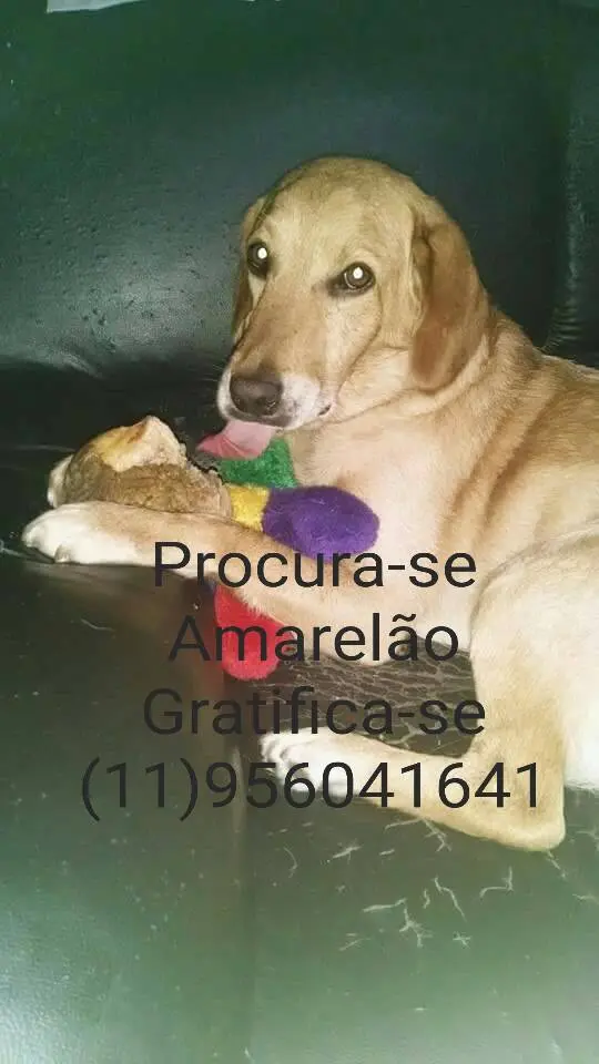 Amarelao